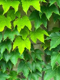 Full frame shot of green leaves