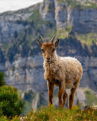 Deer standing on field