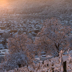 High angle view of snow covered trees and buildings