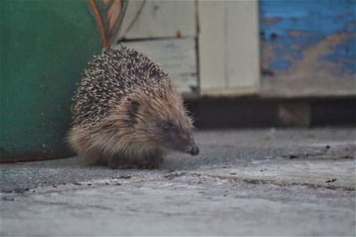 Close-up of an animal on wall