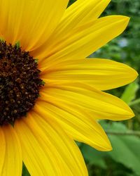 Close-up of sunflower
