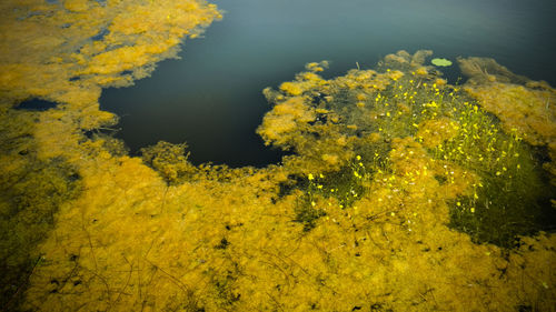 High angle view of yellow flowers by sea