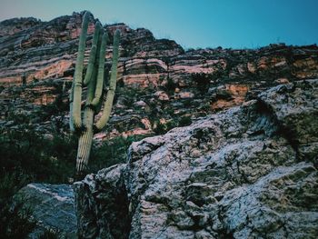 Low angle view of cactus plants and rocks against sky