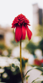 Close-up of red flowering plant