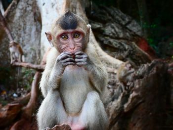 Portrait of monkey sitting on a tree