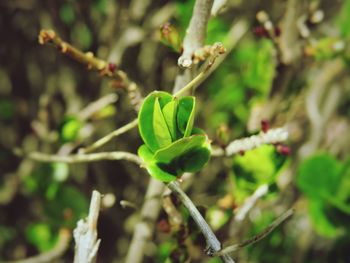 Close-up of fresh green plant