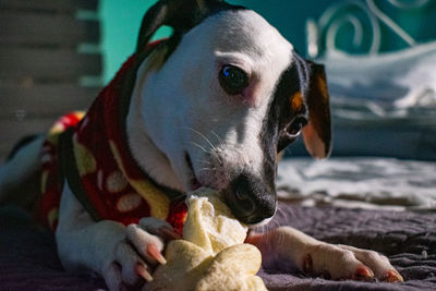 Close-up portrait of dog looking away