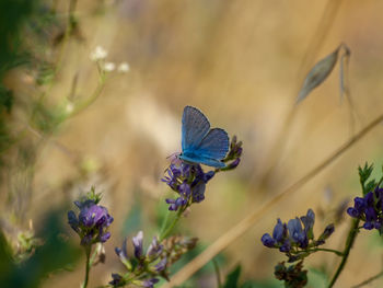 Close-up of butterfly pollinating on purple flower