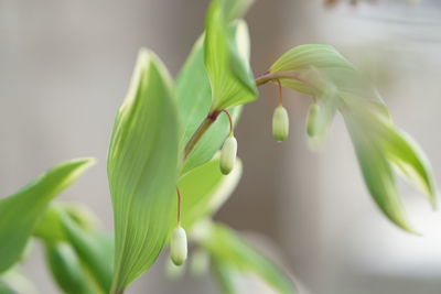 Close-up of flower bud