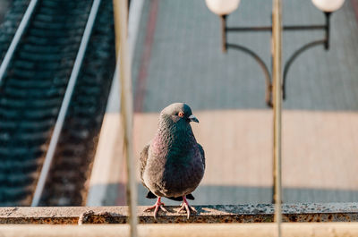 Gray dove sitting on edge of building. close-up.