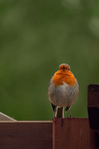 Close-up of bird perching on wood