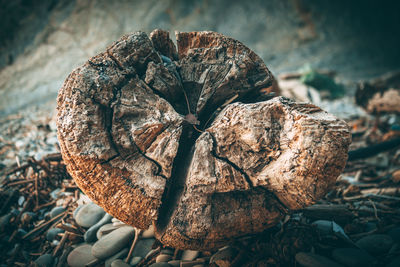 Close-up of dried plant on field