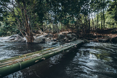 Scenic view of river flowing in forest