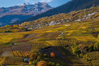 Scenic view of field during autumn