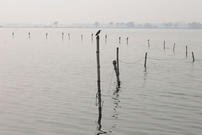 Birds in sea against sky