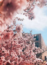 Close-up of cherry blossom tree against sky