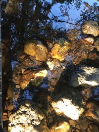 Close-up of rock on tree against sky