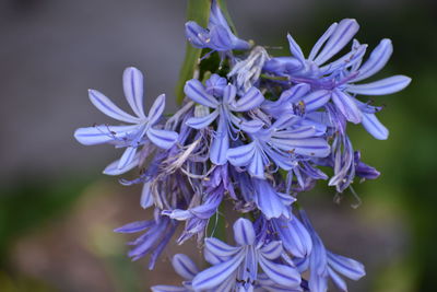 Close-up of purple flowering plant