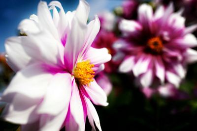 Close-up of pink flower