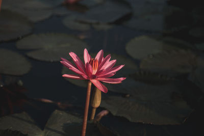 Close-up of pink water lily in lake