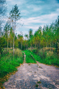 Road amidst trees in forest against sky