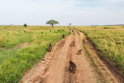 Baboons on a field