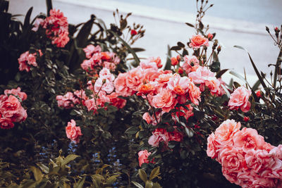 Close-up of pink flowering plants