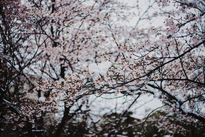 Low angle view of cherry blossom tree