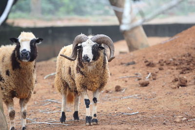 Portrait of sheep on field