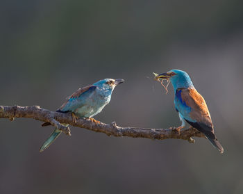 Close-up of birds perching on twig