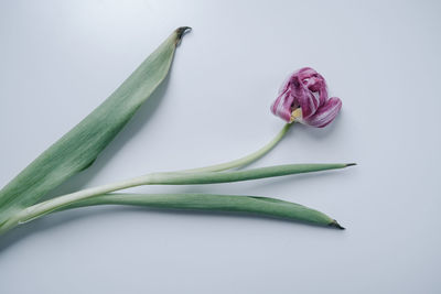 Close-up of plant