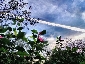 Low angle view of trees against cloudy sky