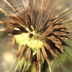 Close-up of dandelion flower