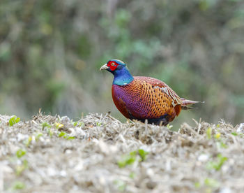 Close-up of bird perching on leaf