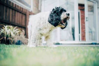 Close-up of a dog in field