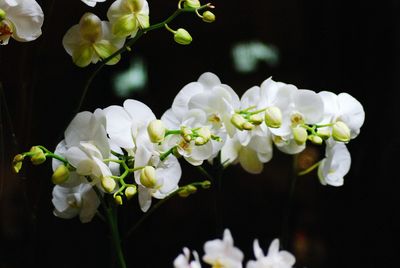 Close-up of white flowering plant against black background