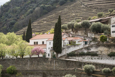 Houses and trees in village