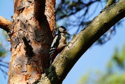 Low angle view of bird perching on tree trunk