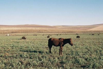 Brown horse on grassy field against clear sky