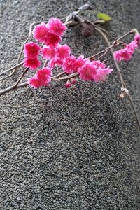 Close-up of pink flower