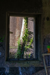 Close-up of plants against window