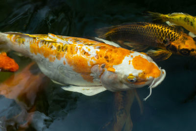 Close-up of fish swimming in sea