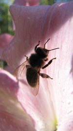 Close-up of bee pollinating on pink flower