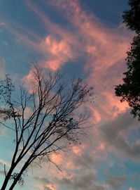 Low angle view of trees against cloudy sky