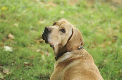 Close-up of dog on field