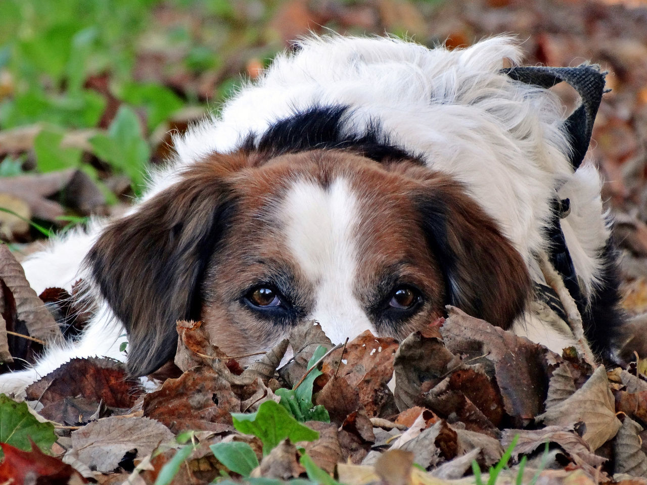 Dog lying down on autumn leaves