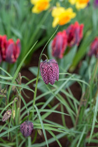 Close-up of purple flowering plant