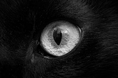 Close-up of cat eye