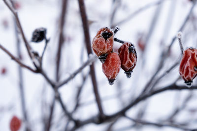 Close-up of frozen berries on tree during winter