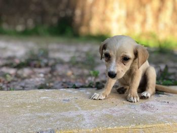 Portrait of puppy relaxing outdoors